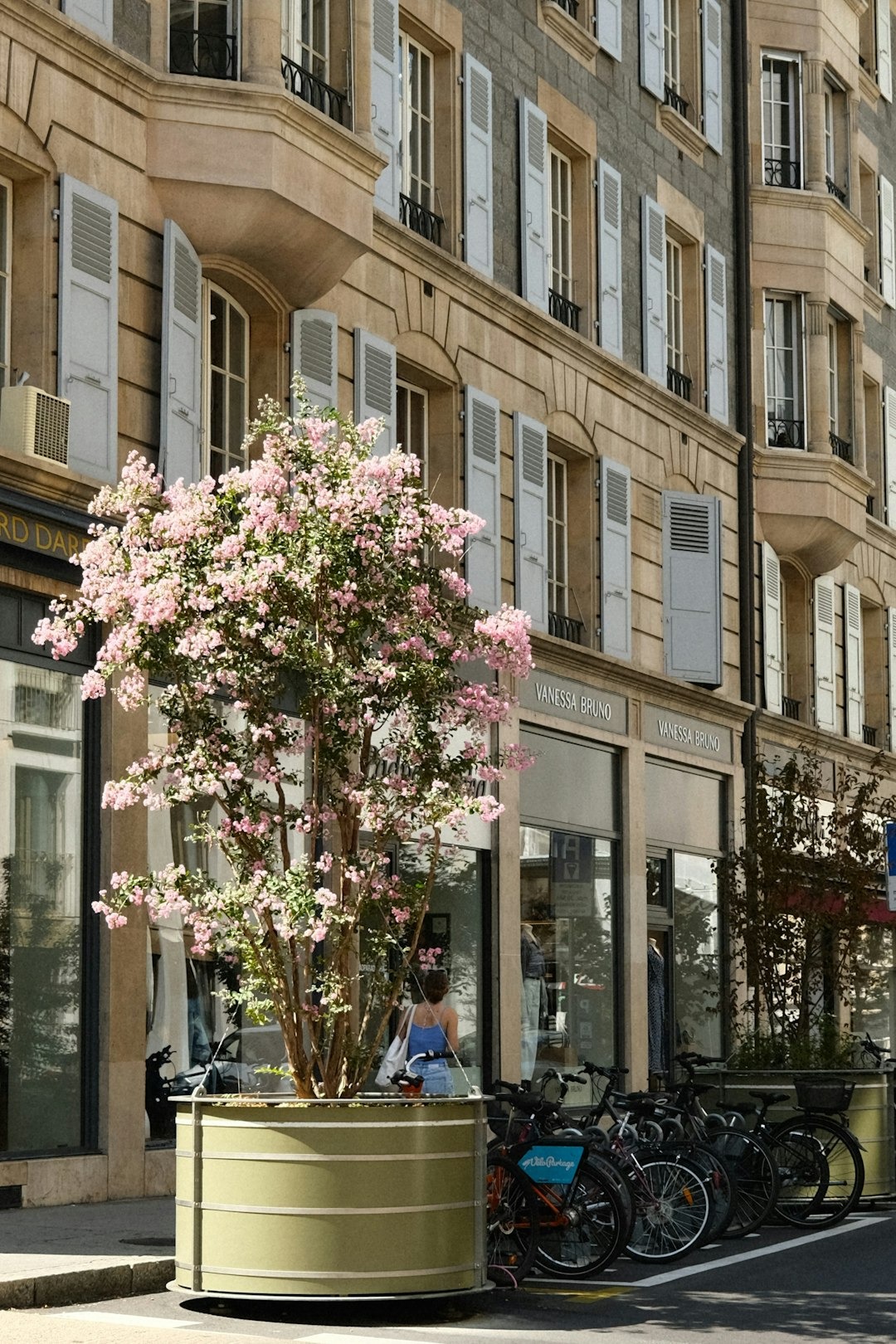 Flowering tree on street in Geneva, Switzerland