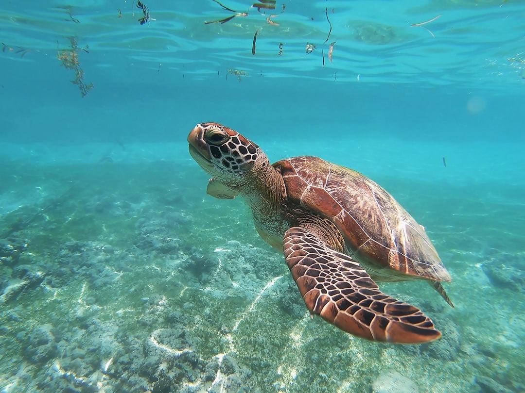 Sea turtle swimming in shallow water